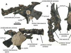 Naish D, Simpson M, Dyke G (2013) A New Small-Bodied Azhdarchoid Pterosaur from the Lower Cretaceous of England and Its Implications for Pterosaur Anatomy, Diversity and Phylogeny. PLoS ONE 8(3): e58451. doi:10.1371/journal.pone.0058451