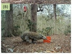 Ariefiandy A, Purwandana D, Seno A, Ciofi C, Jessop TS (2013) Can Camera Traps Monitor Komodo Dragons a Large Ectothermic Predator? PLoS ONE 8(3): e58800. doi:10.1371/journal.pone.0058800