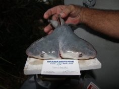 Courtesy of Patrick Rice, Shark Defense/Florida Keys Community College