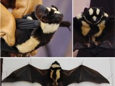 2013 DeeAnn M. Reeder, A new genus for a rare African vespertilionid bat: insights from South Sudan, ZooKeys 285: 89–115, doi: 10.3897/zookeys.285.4892