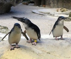 Pingwinek mały