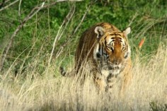 Tygrys południowochiński© Save China’s Tigers