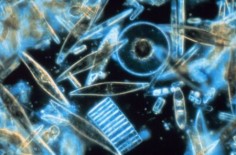 Okrzemki pod mikroskopem© U.S. NOAA