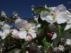 Jackson's Orchard, CC