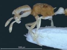 Cardiocondyla pirata sp. n. – a new Philippine ant with enigmatic pigmentation pattern (Hymenoptera, Formicidae), Bernhard Seifert, Sabine Frohschammer,ZooKeys 301: 13–24, doi: 10.3897/zookeys.301.4913