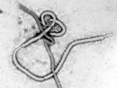 Wirus Ebola© Centers for Disease Control and Prevention