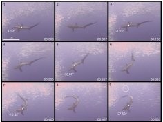 Oliver SP, Turner JR, Gann K, Silvosa M, D'Urban Jackson T (2013) Thresher Sharks Use Tail-Slaps as a Hunting Strategy. PLoS ONE 8(7): e67380. doi:10.1371/journal.pone.0067380