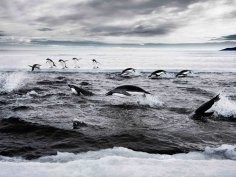 Antarctic Ocean Alliance