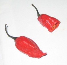 Bhut Jolokia© Gannon Anjo