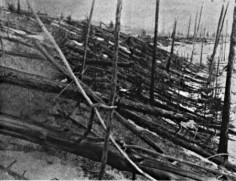 Katastrofa powaliła drzewa na powierzchni 2000 kilometrów kwadratowych.Zdjęcie pochodzi z 1927 roku.