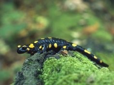 Salamandra plamista