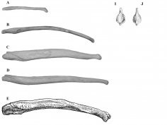 Abella J, Valenciano A, Pérez-Ramos A, Montoya P, Morales J (2013) On the Socio-Sexual Behaviour of the Extinct Ursid Indarctos arctoides: An Approach Based on Its Baculum Size and Morphology. PLoS ONE 8(9): e73711. doi:10.1371/journal.pone.0073711