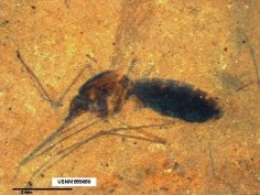 Hemoglobin-derived porphyrins preserved in a Middle Eocene blood-engorged mosquito; Dale E. Greenwalt, Yulia S. Goreva, Sandra M. Siljeström, Tim Rose, Ralph E. Harbach, PNAS