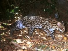 Project Wild Cats of Brazil