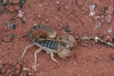 Młody skorpion