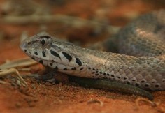 Zdradnica śmiercionośna (Acanthophis antarcticus)© Petra Karstedt, Creative Commons