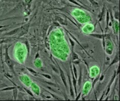 Komórki macierzyste z zarodków myszy© National Science Foundation