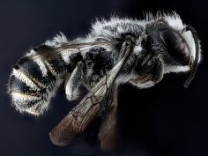 USGS Bee Inventory and Monitoring Lab, Sam Droege