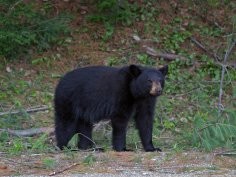 U.S. Fish and Wildlife Service - Northeast Region