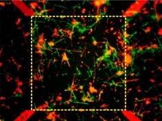 Nanotechnology/IOP Publishing