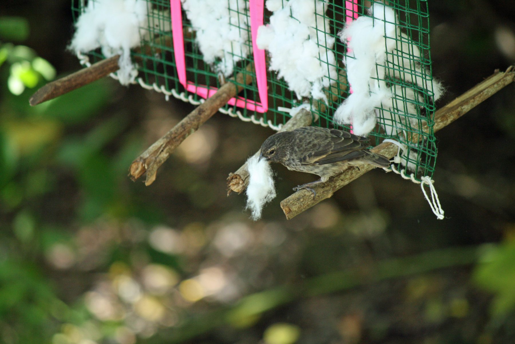 Zięby budują gniazda z insektycydem dostarczonym przez człowieka