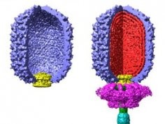 Jingua Tang and Timothy Baker, University of California, San Diego