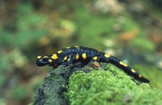 Salamandra plamista