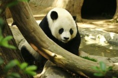 Panda wielka w zoo w San Diego© Aaron Loganlicencja: Creative Commons