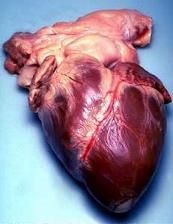 Ludzkie serce