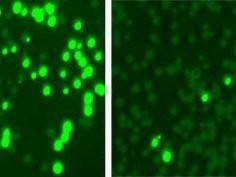 Marraffini Lab and Fischetti Lab/Nature Biotechnology