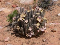 Hoodia gordonii© Winfried Bruenkenlicencja: Creative Commons