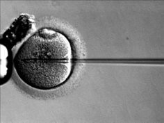 RWJMS IVF Laboratory, public domain