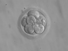 Embrion złożony z 8 komórek