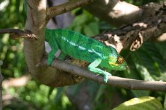 Samiec kameleona z Madagaskaru