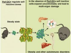 Reisner et al./Immunity 2015