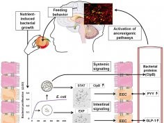 Breton et al./Cell Metabolism 2015 