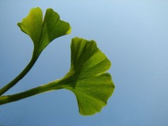 Gingko biloba© Andreas