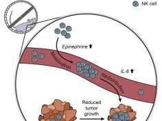 Pedersen et al./Cell Metabolism 2016