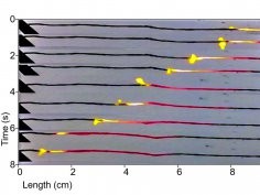 Michael Strano et al., MIT