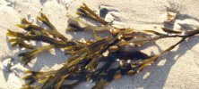 Morszczyn pęcherzykowaty (Fucus vesiculosus)