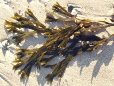 Morszczyn pęcherzykowaty (Fucus vesiculosus)