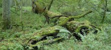 Białowieski Park Narodowy