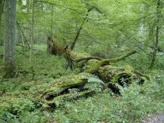 Białowieski Park Narodowy