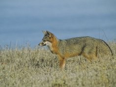 USFWS Pacific Southwest Region