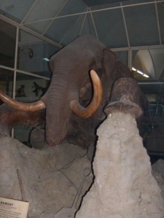 Mamut w Muzeum Zoologii w Sankt Petersburgu