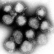 Wirus grypy, szczep H3N2