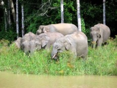 Słonie z Borneo© g-hat