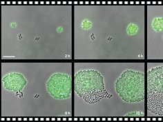 Credit: Sorgt et al./University of Groningen 