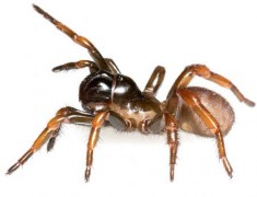 Myrmekiaphila neilyoungi© East Carolina University News Services