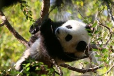 Młoda panda wielka wspina się na drzewo